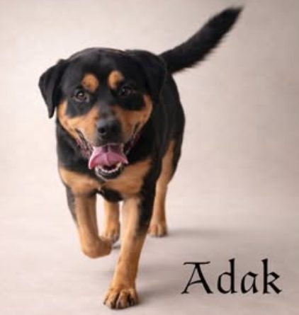 Adak