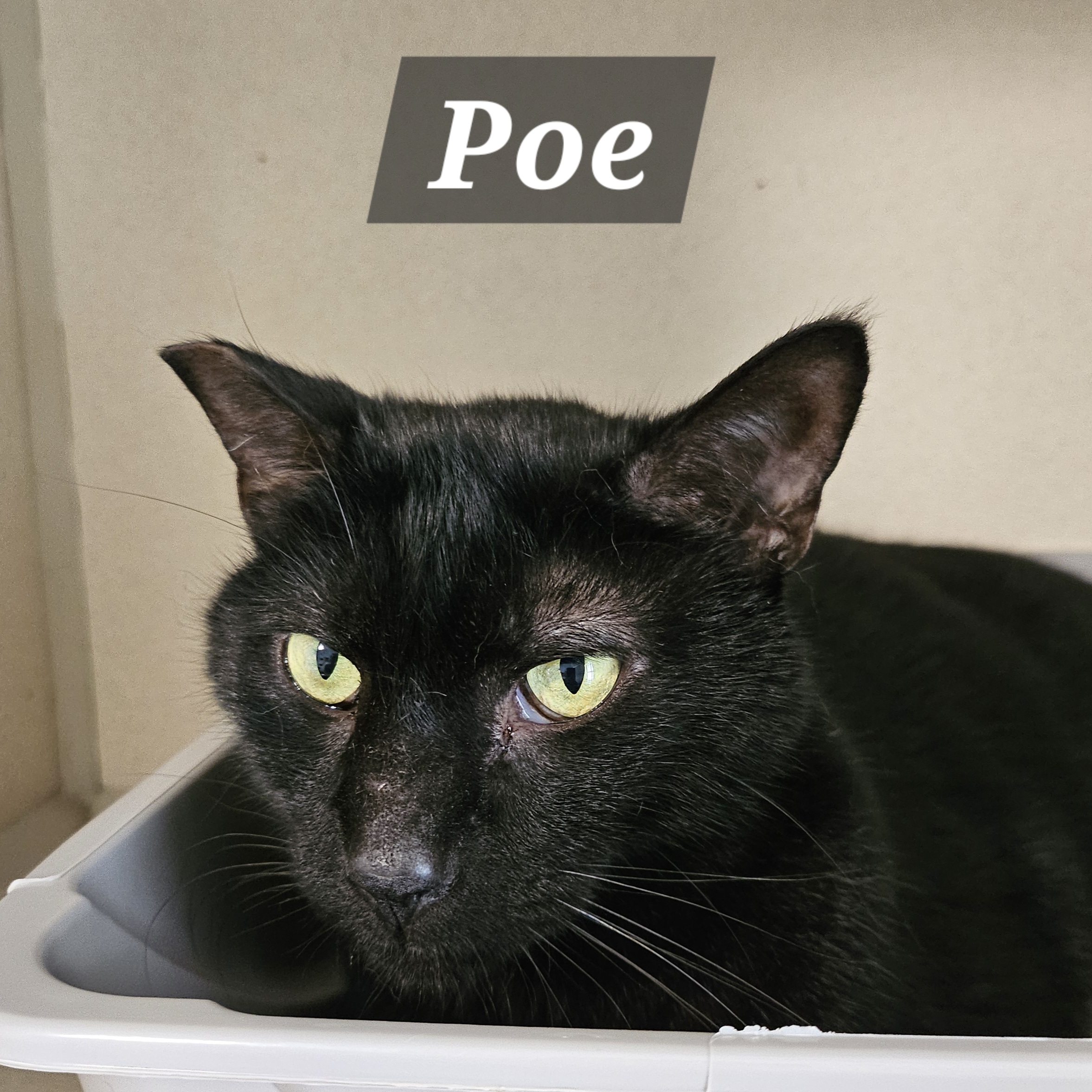Poe