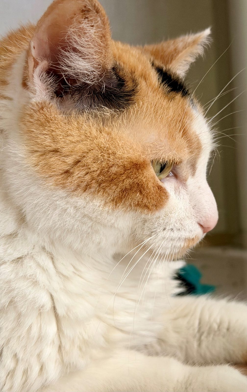 Majesty