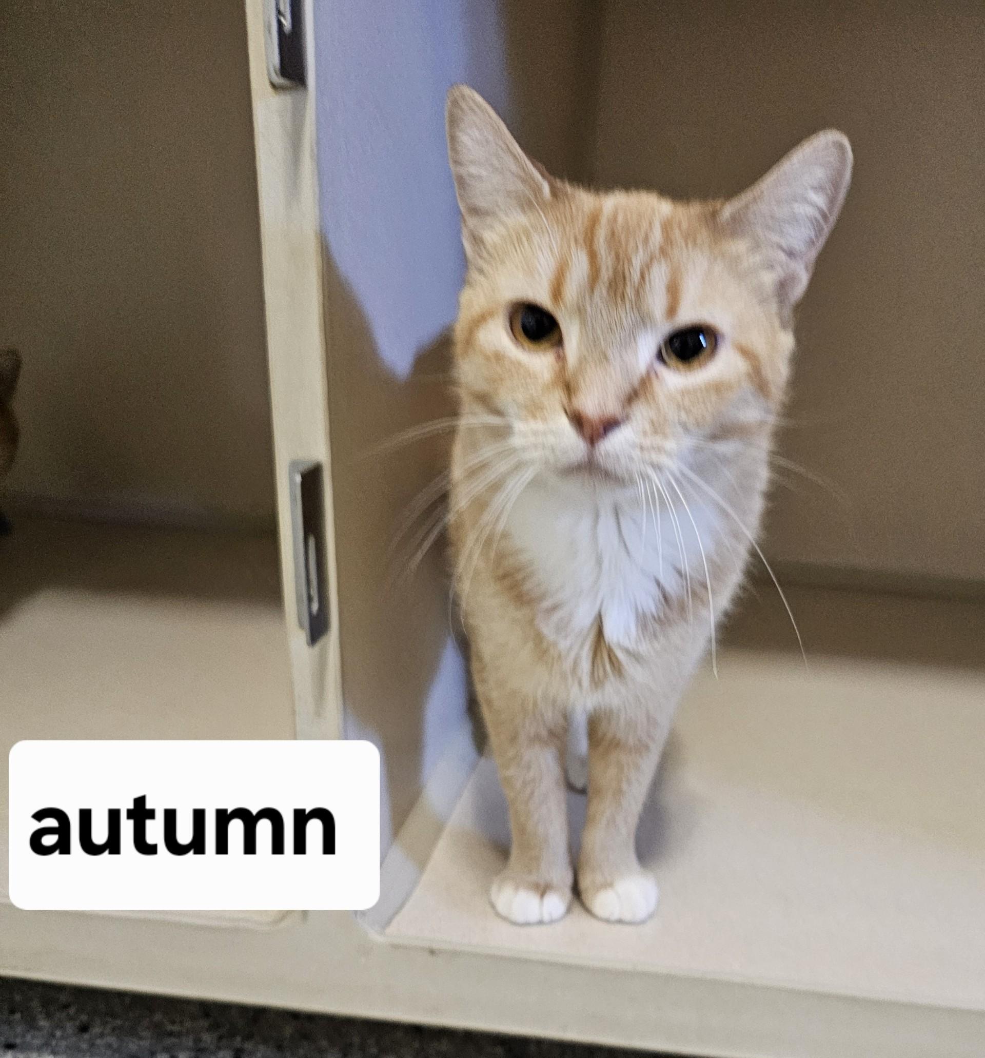 Autumn