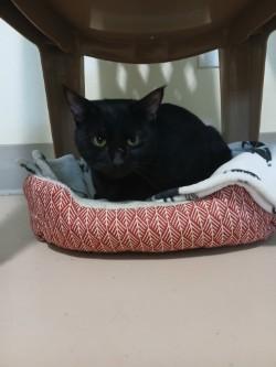 Merlin