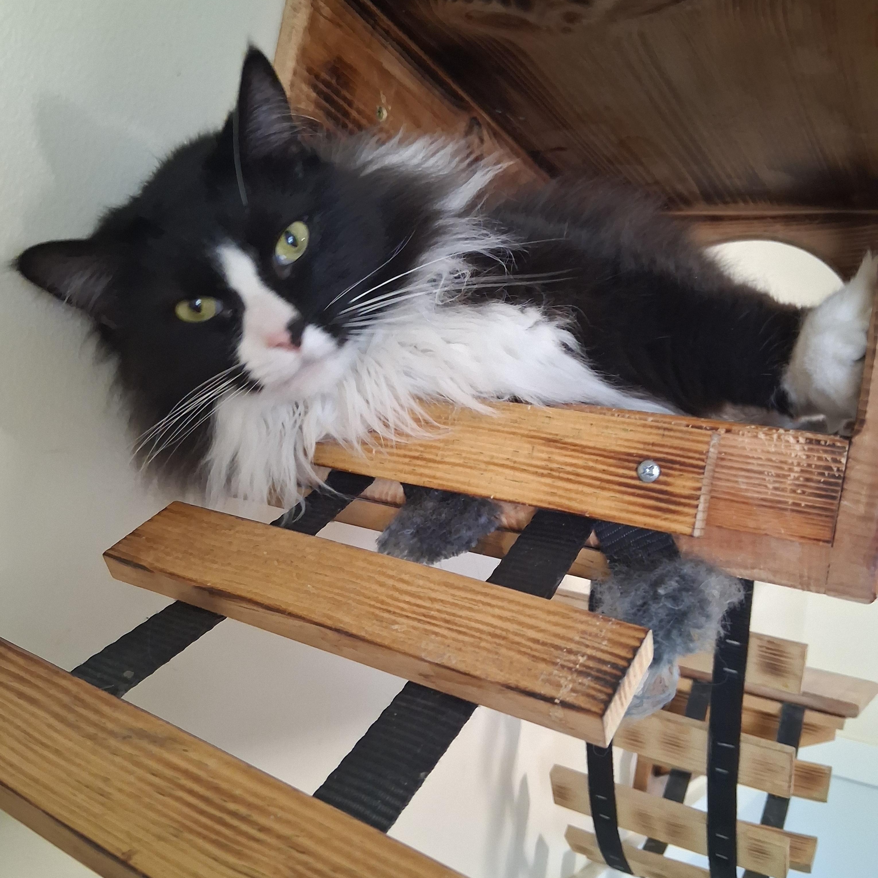 Sylvester