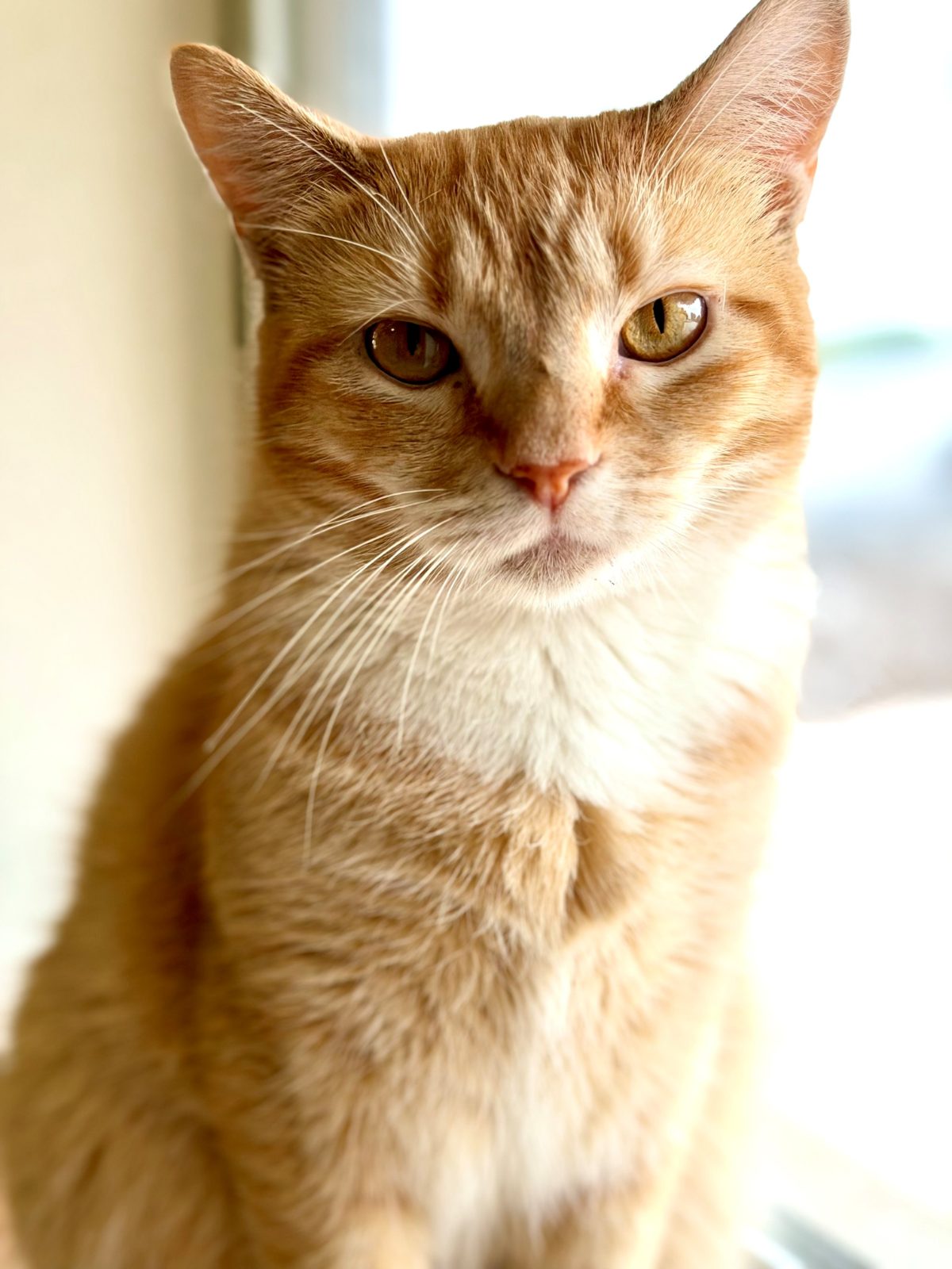 Autumn (Cat)