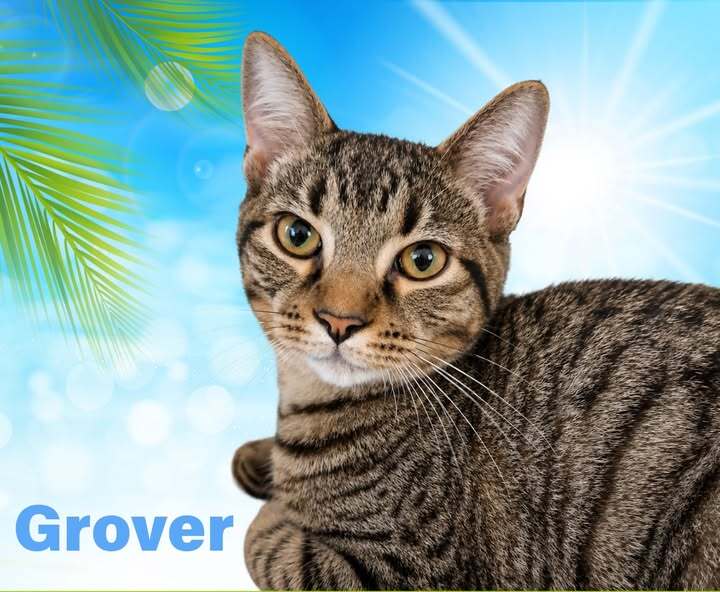Grover
