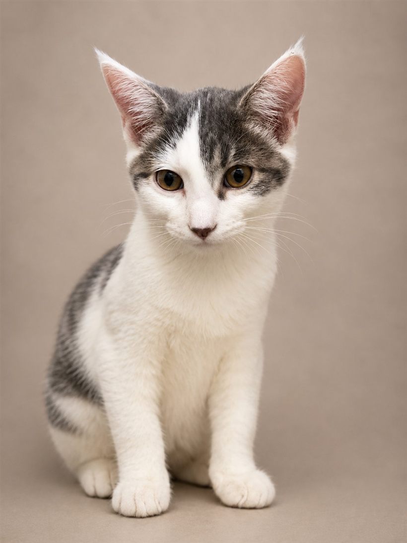 Willow (Cat)